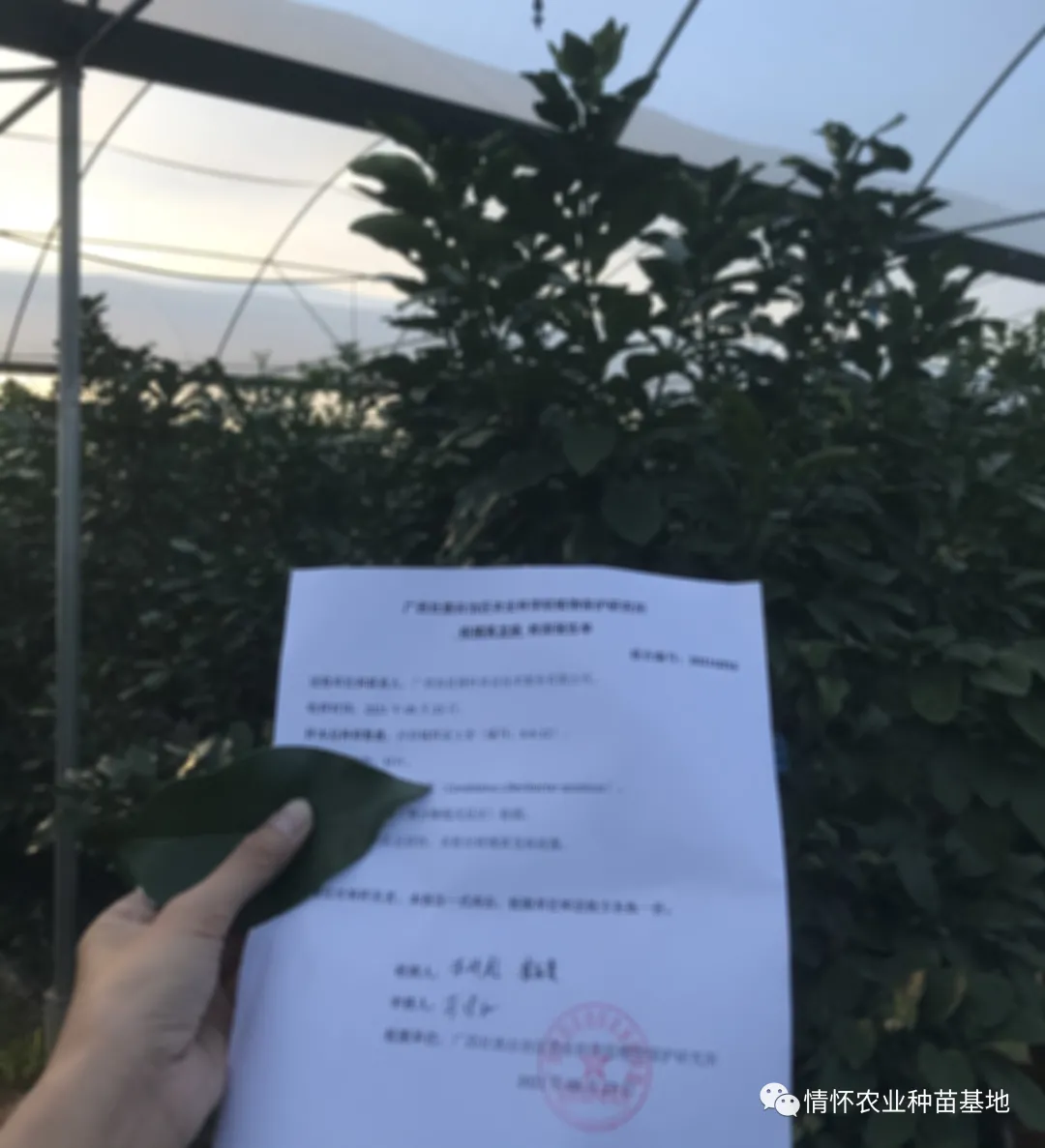 优质沙田柚种苗一采穗是首重