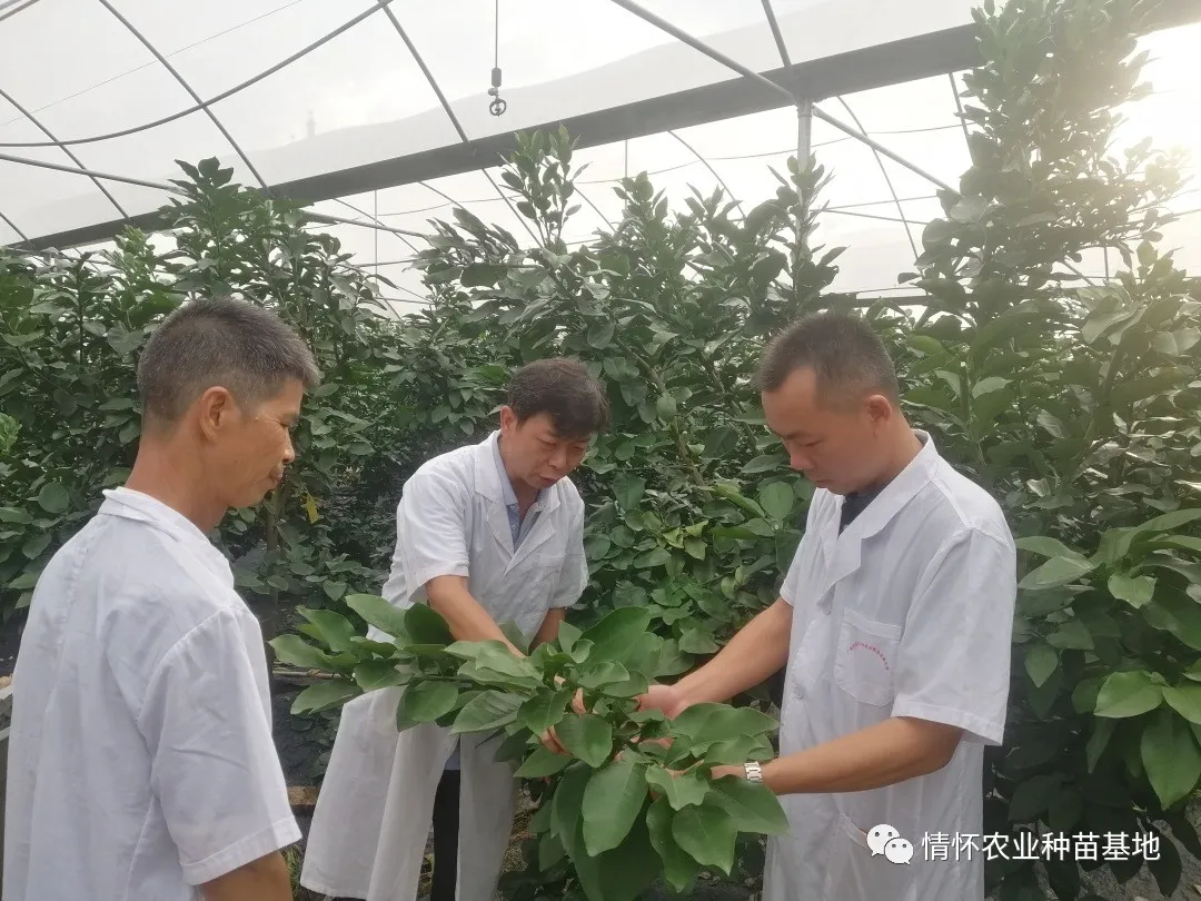 优质沙田柚种苗一采穗是首重