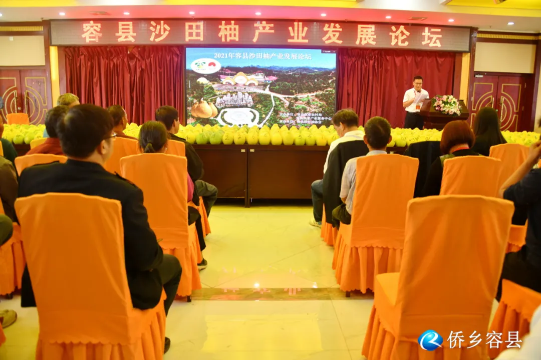 专家现场给建议!容县举办沙田柚产业发展论坛